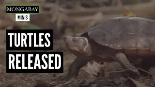 Encouraging results for the endangered Philippine forest turtle