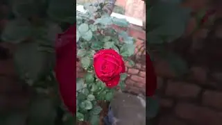 Pure Red Rose plant 🌹