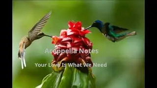 Acappella Notes Your Love is What We Need