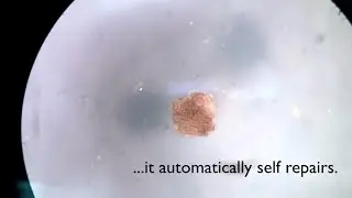 Xenobots - the First &ldquo;Living Robots&rdquo;