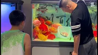 Incredible of Aquarium Setup: Betta Fish, Goldfish, Tropical and Koi Fish Care Tips #45