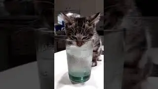 Cute kitten drinking in glass