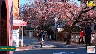 4K HDR Japan travel 2026 | Walking Among Tokyo&rsquo;s Earliest Cherry Blossoms in Atami（熱海）| Japan Spring