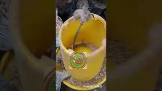 Reducing livestock poultry feed with hydroponics fodder 