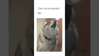 Dramatic husky being dramatic for no reason ￼￼