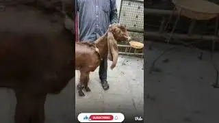 riyaz goat farm show on Sunday wait and watch in madina Colony jahanuma Hyderabad #riyazgoatfarm