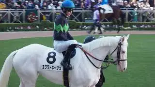 20241130_中山5Rパドック_エクラドネージュ