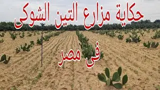 أسمع واستمتع وشاهد وعيش حياة التين الشوكى فى مصر 01007305821