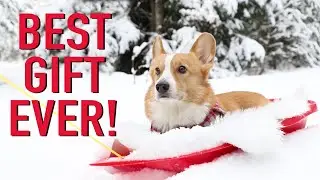 CHRISTMAS DAY - Topi the Corgi