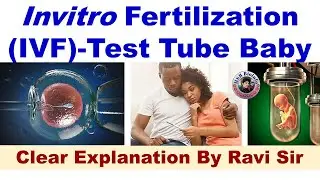 Invitro Fertilization (IVF) | Test tube Baby | HSR Bioinfo