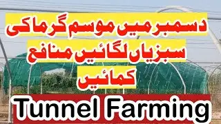 Tunnel Farming #Profitable Farming of Summer Vegetables in December #موسم گرما کی  سبزیاں