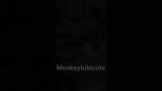Name kaka monkey #monkeysr #babysocute #cute #babymonkeybobby #cutebabypictures #funny #cutebaby