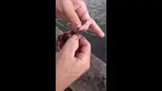 How to catch BIG CATFISH with red worms