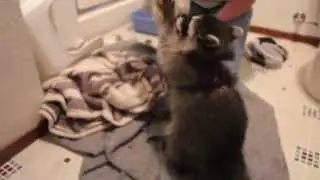 Baby Raccoon Playing With Stuffed Toy