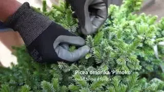 Garden Design Tip: Select Slow Growing Conifers for Small Garden