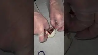 SAVING DEHYDRATED BALL PYTHON EGGS!