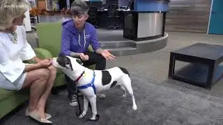 Sacramento SPCA Pet of the Week!