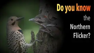 🧠 Get to Know the Northern Flicker (Colaptes auratus)