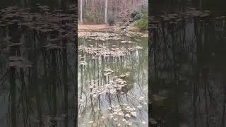 One Of Mac's Best Songs #macmiller #aquaticpets #aquascape #landscape #pond#koi#koifish#natureshorts