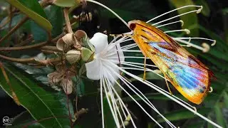 BEAUTIFUL TROPICAL MOTH!!  Jamaican Caper Leafroller Moth in South Florida