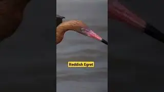 Reddish Egret ♥️