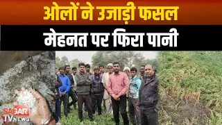 आधी रात ओलावृष्टि से चना-मसूर तबाह, किसानों की मेहनत पर फिरा पानी|SAGAR TV NEWS|