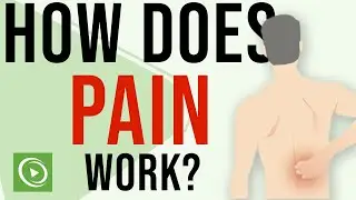 How does the body feel pain? | Neuropathic Pain