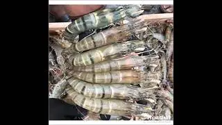 chingdi mach/prawns