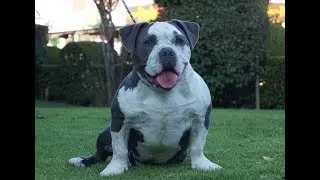 crecimiento de un american bully macho, hijo de Molly