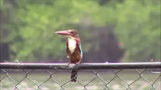 Beautiful Kingfisher close-up