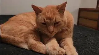 CAN YOU BELIEVE THIS CAT HAIR BED?