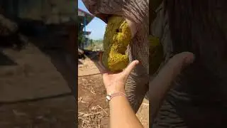 elephant potty #elephant
