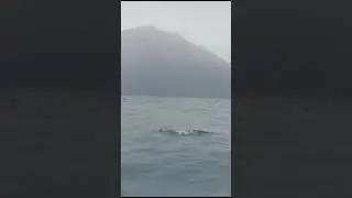Rare sighting of the elusive Pincoya Storm Petrel