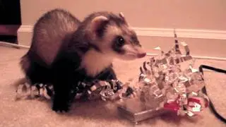 Ferret Stealing Stuff - Weezer's Biggest Fan
