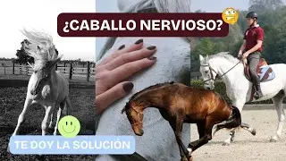 &iquest;Tienes Un Caballo Nervioso? 🐎 Conoce las razones y soluci&oacute;nalo | Parte 1