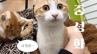 땅콩떼고옴.