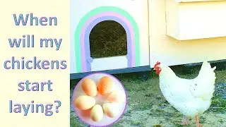 When will my chickens start to lay? What to look for