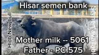 Hldb New bull 084052 Father PC575 