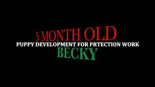 Scott's K9 Training Academy- Becky