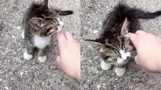 The kitten walking toward a women asked for help. Vet suggested putting her to sleep