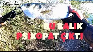Sea bass levrek avı bol aksiyonlu ( lrf & wtd ) #fishing