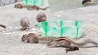 &ldquo;The lovely moments of birds and squirrels eating and playfully teasing each other.&rdquo;