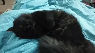 Cutie 😻 #pets #animals #birds #cats #dogs #persiancat #love #music #cute #kitten #funny #viral #art 