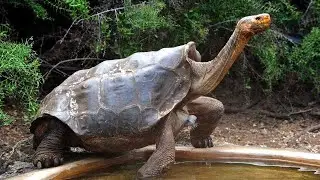 Giant Tortoise Feeding | Singapore zoo | Simply Savari