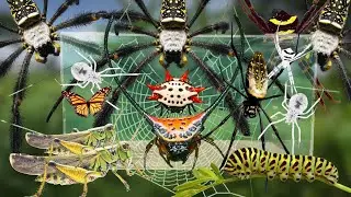 Discover Thousands of Venomous Ants and Catch Tons of Golden Spiders in the Wild