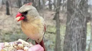 Hand-feeding Birds in Slow Mo - Northern Cardinal