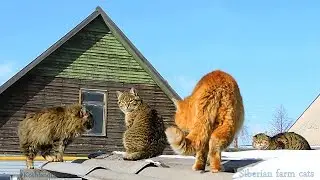 Trio Three cats Siberian farm cats, about Love МАРТ Трио Трёх котов, Koshlandia,