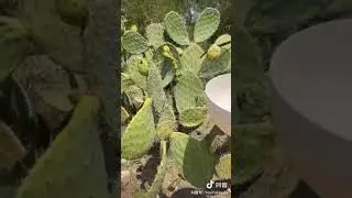 The best way to deal with the prickly pear without injury