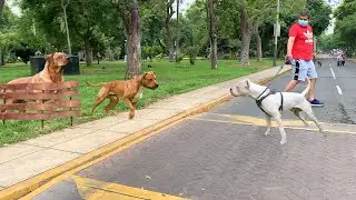 Paseos de perros fuertes que terminaron mal ❌