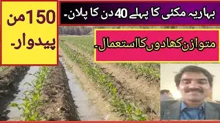 How to achieve most production of spring maize||best method||Agriculture farming